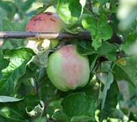 Grossherzog Friedrich von Baden Apple